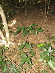 Oxyanthus speciosus