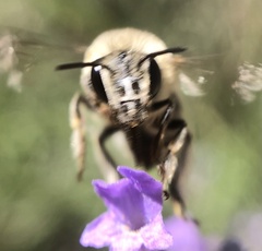 Anthophorini