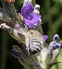 Anthophorini