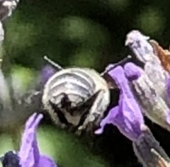 Anthophorini