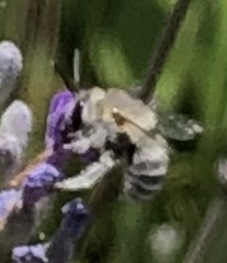 Anthophorini