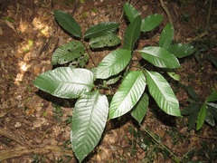 Oxyanthus speciosus