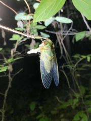 Hyalessa maculaticollis