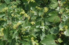 Ampelopsis humulifolia