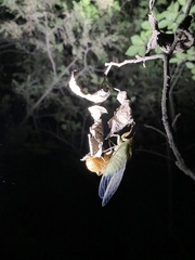 Hyalessa maculaticollis