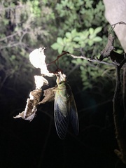 Hyalessa maculaticollis