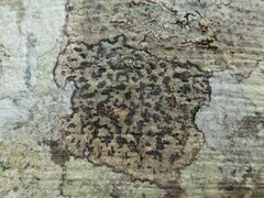 Bathelium carolinianum