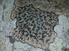 Bathelium carolinianum