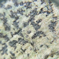 Bathelium carolinianum