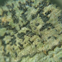 Bathelium carolinianum