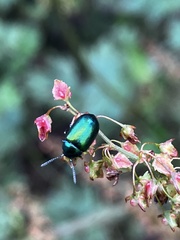 Chrysomelidae
