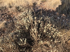 Artemisia bigelovii