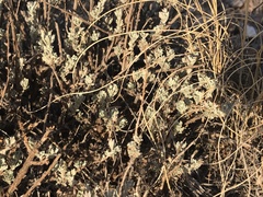 Artemisia bigelovii