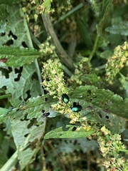 Chrysomelidae