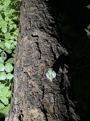 Hyalessa maculaticollis