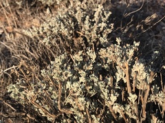Artemisia bigelovii