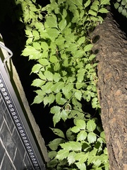Hyalessa maculaticollis