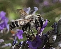 Megachile