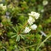 Slender Bedstraw - Photo (c) DT, some rights reserved (CC BY-NC), uploaded by DT