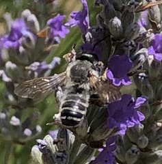 Megachile