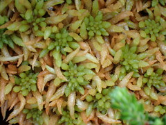 Sphagnum austinii
