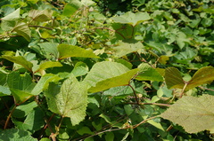 Vitis amurensis
