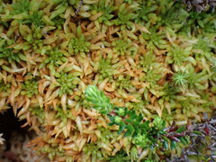 Sphagnum austinii