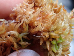 Sphagnum austinii