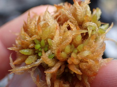 Sphagnum austinii