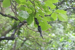 Dicrurus macrocercus