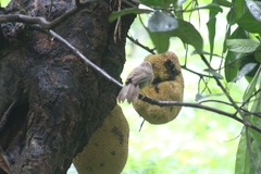 Argya striata
