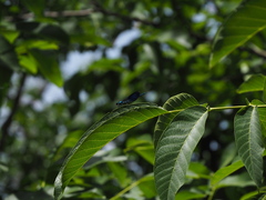 Calopteryx splendens