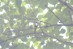 Halcyon smyrnensis
