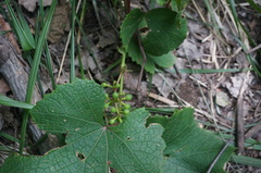 Vitis amurensis