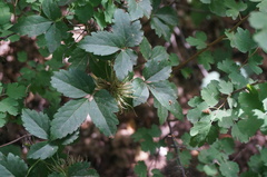 Clematis brevicaudata