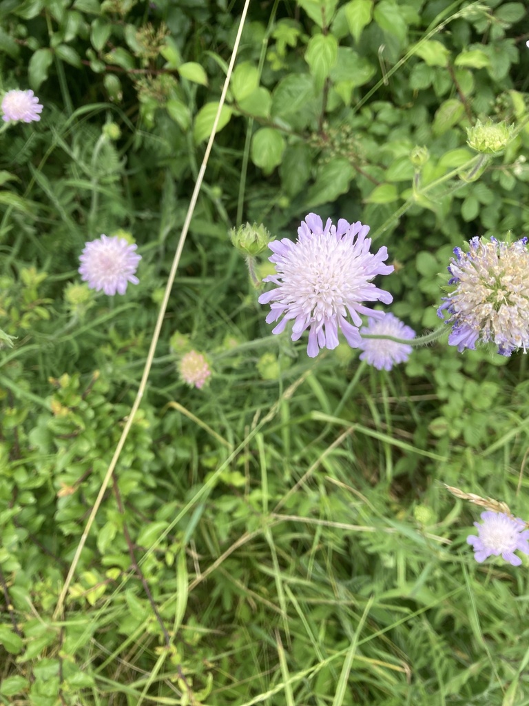 Field Scabious, © will-cockerell