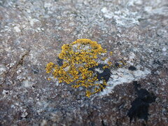 Polycauliona verruculifera