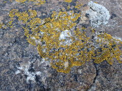 Polycauliona verruculifera