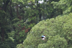 Halcyon smyrnensis