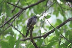 Cacomantis merulinus