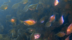 Pempheris vanicolensis