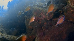 Pempheris vanicolensis