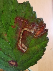Stigmella splendidissimella
