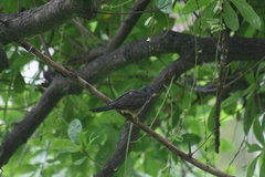 Cacomantis merulinus