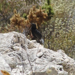 Oenanthe leucura