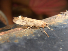 Schizopelex cachetica