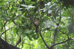 Cacomantis merulinus