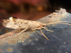 Schizopelex cachetica