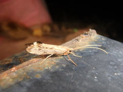 Schizopelex cachetica