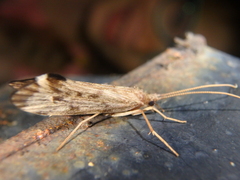 Schizopelex cachetica